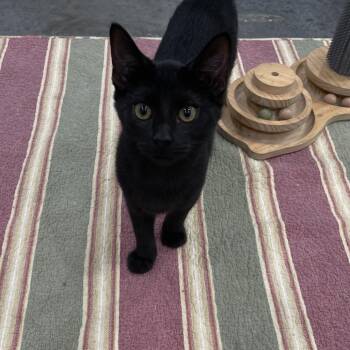 Ernie -  Domestic Short Hair Cat for Adoption in Fairmont, West Virginia - Ernie | PetCurious