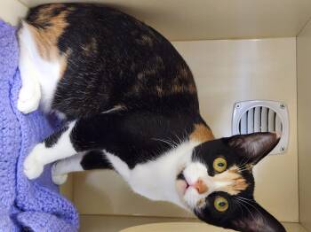 Rescue Domestic Short Hair Cats for Adoption - Amora | PetCurious