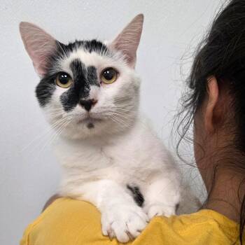 Presley -  Domestic Short Hair Cat Available for Adoption in Abilene, Texas - Presley | PetCurious