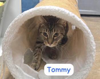 Domestic Short Hair Cats Available for Adoption - Tommy | PetCurious