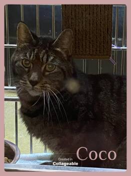 COCO -  Tabby Cat for Adoption in Lawton, Oklahoma - COCO | PetCurious