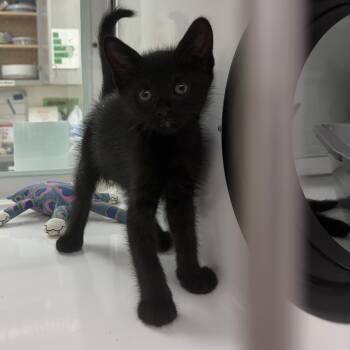 Esmereldo -  Domestic Short Hair Cat for Adoption in Peconic, New York - Esmereldo | PetCurious