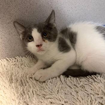Cricket -  Domestic Short Hair Cat for Adoption in Port Charlotte, Florida - Cricket | PetCurious