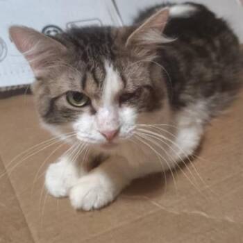 Howie -  Domestic Short Hair Cat for Adoption in Midland, Texas - Howie | PetCurious