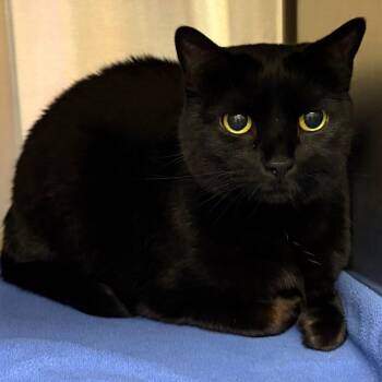 Pattie Gonia -  Domestic Short Hair Cat for Adoption in Keizer, Oregon - Pattie Gonia | PetCurious