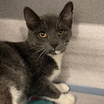 Alcatraz -  Domestic Short Hair Cat for Adoption in Sheridan, Wyoming - Alcatraz | PetCurious