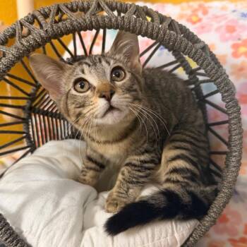Cadillac -  Domestic Short Hair Cat for Adoption in Lewisville, Texas - Cadillac | PetCurious