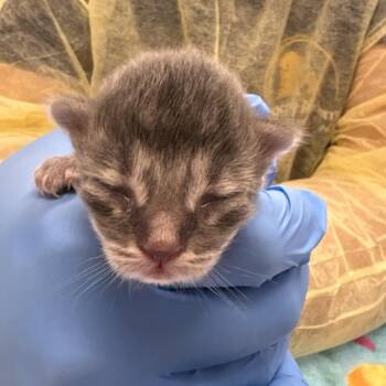 Grizzly Bear -  Domestic Short Hair Cat for Adoption in West Palm Beach, Florida - Grizzly Bear | PetCurious