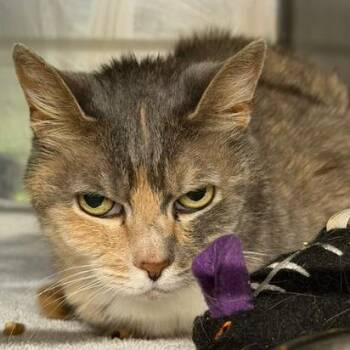Tammi -  Domestic Short Hair Cat for Adoption in Cumming, Georgia - Tammi | PetCurious