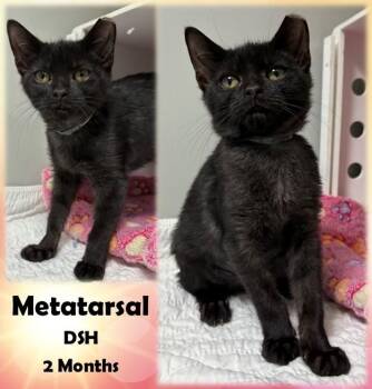 Rescue Domestic Short Hair Cats for Adoption in Franklin, Indiana - Metatarsal | PetCurious