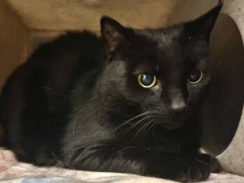 Razzie -  Domestic Short Hair Cat for Adoption in Powell, Ohio - Razzie | PetCurious