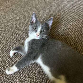 Minnie -  Domestic Short Hair Cat for Adoption in Hudson, New York - Minnie | PetCurious