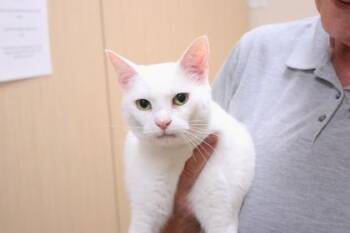 Domestic Short Hair Cats Available for Adoption in Brunswick, Georgia - Miracle Whip | PetCurious