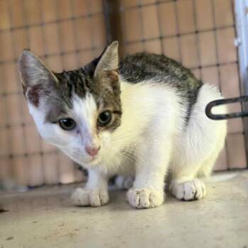 Domestic Short Hair Cats Available for Adoption in Cleveland, Mississippi - Sidas | PetCurious