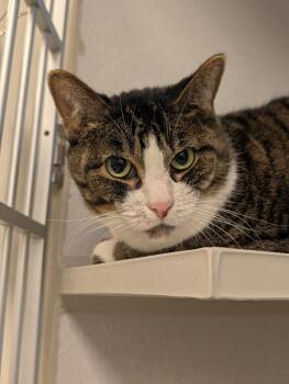 Domestic Short Hair Cats Available for Adoption - Loki | PetCurious