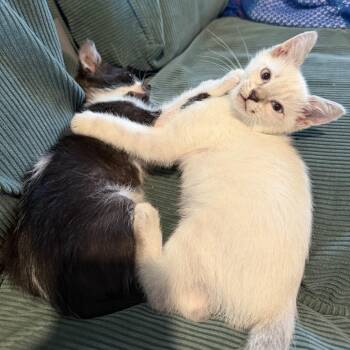 Burrito -  Domestic Short Hair Cat for Adoption in Tustin, California - Burrito | PetCurious
