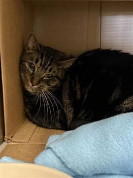 Domestic Short Hair Cats Available for Adoption in Largo, Florida - Tarzan | PetCurious