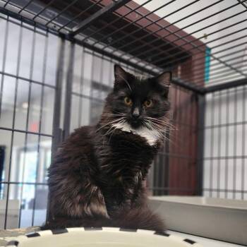 Domestic Long Hair Cats Available for Adoption in Davenport, Iowa - Scooter | PetCurious
