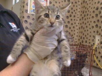 DILBERT -  Domestic Short Hair Cat for Adoption in Sacramento, California - DILBERT | PetCurious