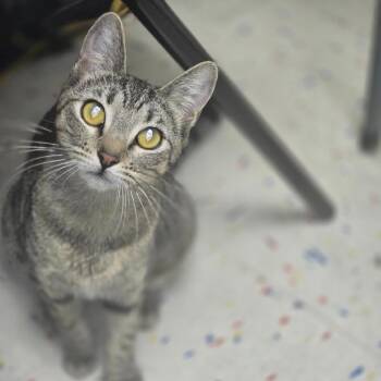 Domestic Short Hair Cats Available for Adoption - Chai | PetCurious
