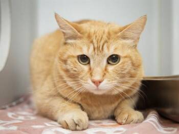 Domestic Short Hair Cats Available for Adoption in Phoenix, Arizona - HAROLD | PetCurious