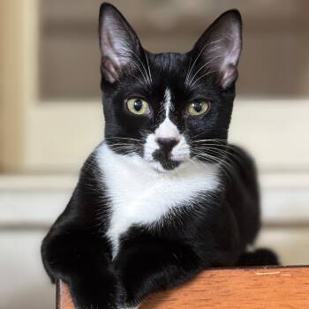 Rescue Domestic Short Hair Cats for Adoption in Fort Lauderdale, Florida - Patsy | PetCurious