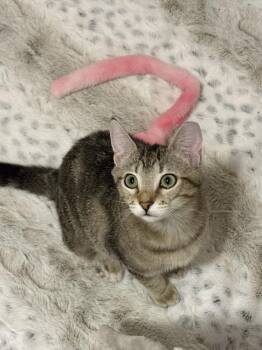 Domestic Short Hair Cats Available for Adoption - Gigabyte | PetCurious