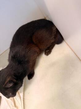 Domestic Short Hair Cats Available for Adoption in Douglasville, Georgia - Phoebie | PetCurious