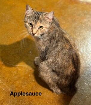 Rescue Domestic Short Hair Cats for Adoption in Knoxville, Tennessee - Applesauce | PetCurious