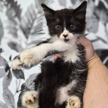 Domestic Long Hair Cats Available for Adoption in Wahiawa, Hawaii - Mario | PetCurious