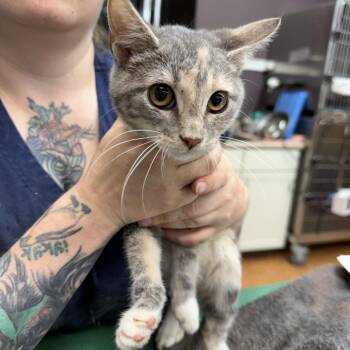Athena -  Domestic Short Hair Cat for Adoption in Madison, Wisconsin - Athena | PetCurious