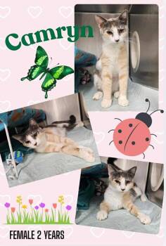 Domestic Short Hair Cats Available for Adoption in Blountville, Tennessee - Camryn | PetCurious