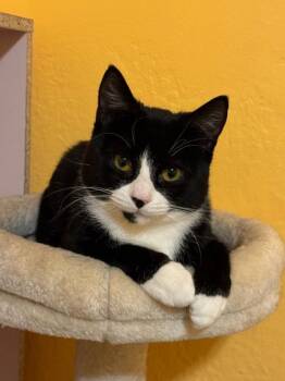 Domestic Short Hair Cats Available for Adoption in New York, New York - Mittens | PetCurious