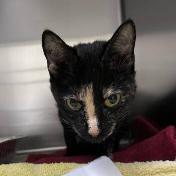 Blackberry -  Domestic Short Hair Cat for Adoption in Asheville, North Carolina - Blackberry | PetCurious