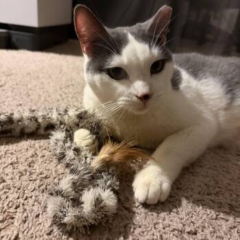 Domestic Short Hair Cats Available for Adoption - Meela | PetCurious