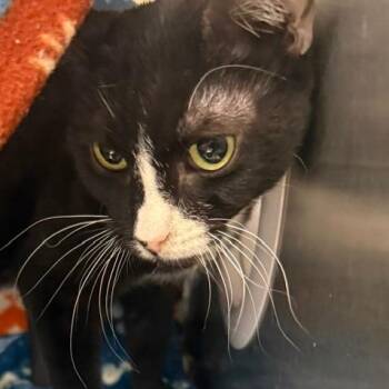 Domestic Short Hair Cats Available for Adoption in Las Vegas, Nevada - Bella | PetCurious