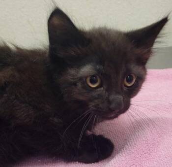 Wonton -  Domestic Long Hair and Domestic Short Hair Cat for Adoption in Eugene, Oregon - Wonton | PetCurious