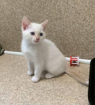 Domestic Short Hair and Siamese Cats Available for Adoption in Mccormick, South Carolina - Apollo | PetCurious