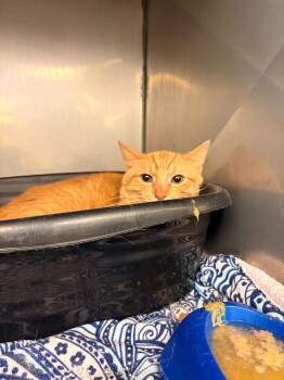 Butterscotch -  Domestic Short Hair Cat for Adoption in Rensselaer, Indiana - Butterscotch | PetCurious