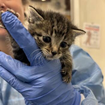 Cript -  Domestic Short Hair Cat for Adoption in Park City, Utah - Cript | PetCurious