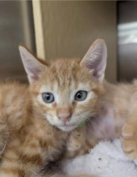 Archie -  Domestic Short Hair Cat for Adoption in Ruskin, Florida - Archie | PetCurious