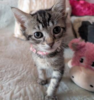 Sweetheart -  Domestic Short Hair Cat Available for Adoption in Bayonne, New Jersey - Sweetheart | PetCurious