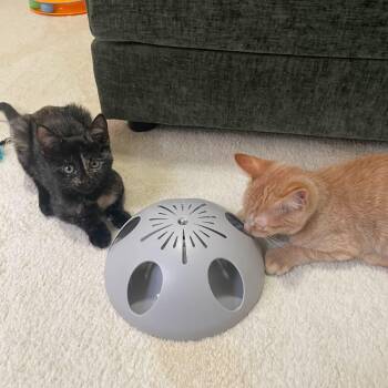 Rescue Tortoiseshell Cats for Adoption - Maple And Acorn | PetCurious