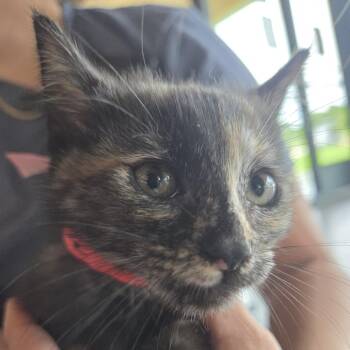 Domestic Short Hair Cats Available for Adoption in Leander, Texas - Lazlo | PetCurious