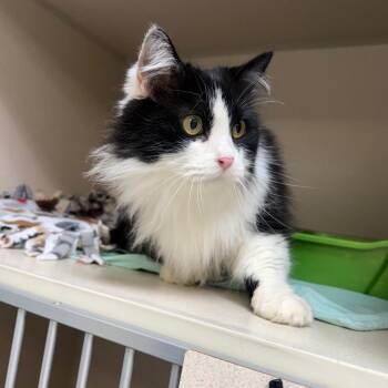 Domestic Long Hair Cats Available for Adoption in Great Falls, Montana - Bambi | PetCurious