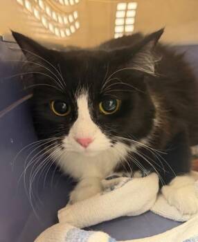 Gru -  Domestic Long Hair Cat for Adoption in Sacramento, California - Gru | PetCurious