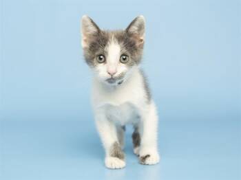 Domestic Short Hair Cats Available for Adoption in Phoenix, Arizona - GOTEN | PetCurious