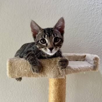Zip Tie (Zippy) -  Tabby Cat for Adoption in Austin, Texas - Zip Tie (Zippy) | PetCurious