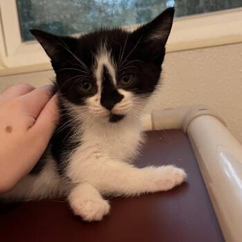 Meowly Cyrus -  Domestic Short Hair Cat for Adoption in Brighton, Missouri - Meowly Cyrus | PetCurious