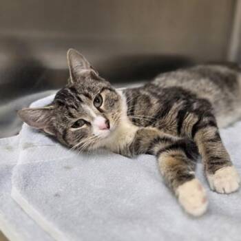 Domestic Short Hair Cats Available for Adoption - Brooklyn | PetCurious